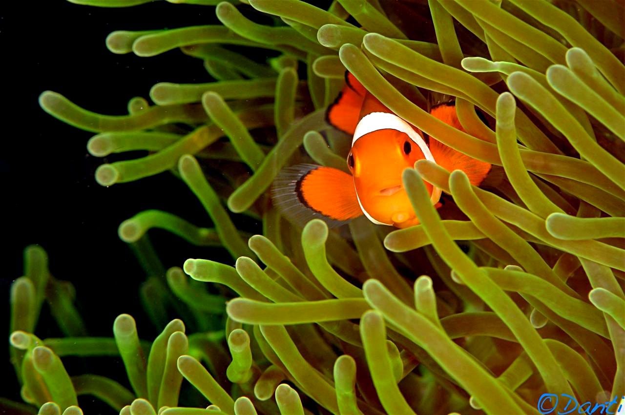 Orange clownfish tucked into the tentacles of a green anemone