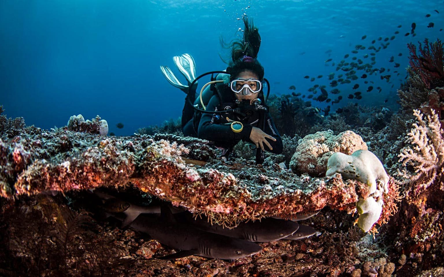 divers with juvenile shark