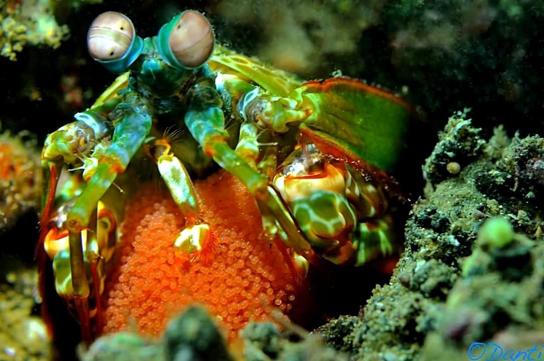 Peacock mantis shrimp with a clutch of eggs